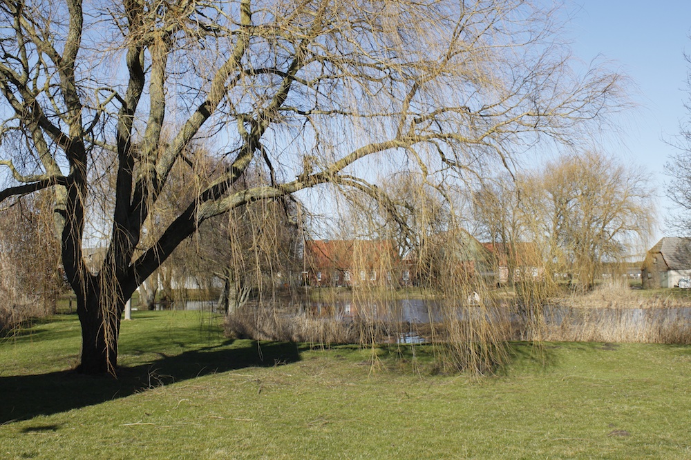 Alte Weide am Belower Dorfteich